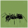 My-Ants My-Ants