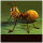 Antswar Antswar